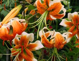 Лілія мартагон Леді Еліс (Lady Alice)купити