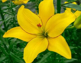 Лілія азіатська Йеллоу Кокот (Yellow Cocotte)купити