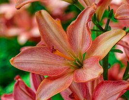 Лілія азіатська Літл Кісс (Little Kiss)купити