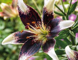 Лилия азиатская Неттис Прайд  (Netty's Pride)  купить