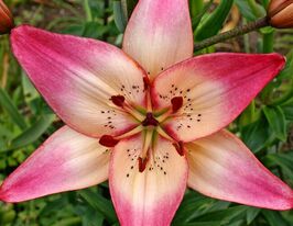 Лілія азіатська Розеллас Дрім (Rosella's Dream)купити