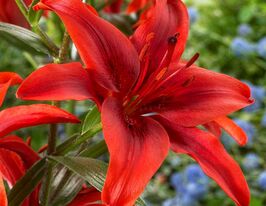 Лілія азіатська Ред Каунті (Red County)купити
