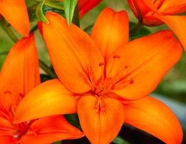 Лілія азіатська Оранж Тон (Orange Ton)купити