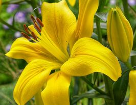 Лілія азіатська Йеллоу Каунті (Yellow County)купити