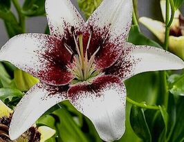 Лілія азіатська Трайбел Кісс (Tribal Kiss)купити