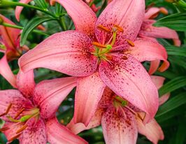 Лілія азіатська Морфо Пінк (Morpho Pink)купити