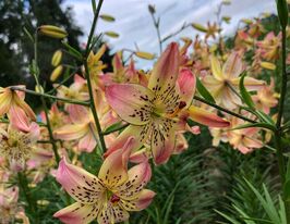 Лілія мартагон Корсаж (Corsage)купити