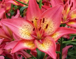 Лілія азіатська Трогон (Trogon)купити