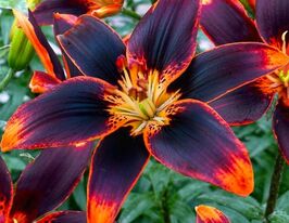 Лілія азіатська Форевер Сьюсан (Forever Susan)купити