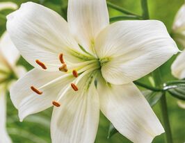 Лілія азіатська Перл Френціс (Pearl Frances)купити