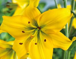 Лілія азіатська Перлина Мелані (Pearl Melanie)купити