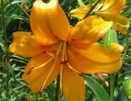 Лілія азіатська Перлина Джастін (Pearl Justien)купити