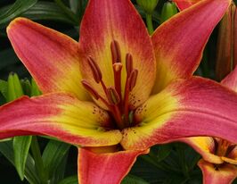 Лилия азиатская Форевер Саммер (Forever Summer) купить