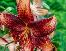 Лилия азиатская Чоклат Ивент (Chocolate Event)  купить