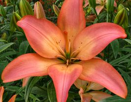 Лилия азиатская Изи Виспер (Easy Whisper)  купить