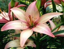 Лилия азиатская Изи Вальс (Easy Waltz) купить