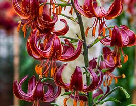 Лілія Мартагон Клод Шрайд (Claude Shride)купити