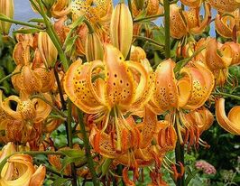 Лилия Мартагон Пеппард Голд (Peppard Gold)  купить