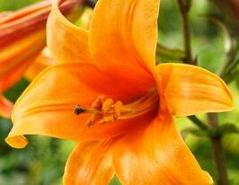 Лілія трубчаста Оранж Планет (Orange Planet)купити
