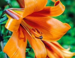 Лілія трубчаста Африкан Квін (African Queen)купити
