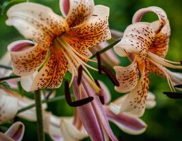 Лілія тигрова Тайгер Бебіз (Tiger Babies)купити