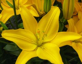 Лілія азіатська Ізі Сан (Easy Sun)купити