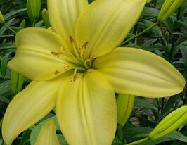 Лілія азіатська Ізі Ванілла ( Easy Vanilla)купити