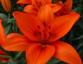 Лілія азіатська Оранж Саммер (Orange Summer)купити