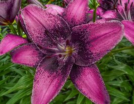 Лілія азіатська Пурпл Дрім (Purple Dream)купити