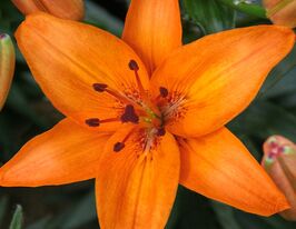 Лилия азиатская Абевилз Прайд (Abbeville Pride)  купить