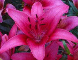 Лилия азиатская Пинк Каунти (Pink County)  купить