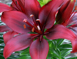 Лилия азиатская Хеппи Лав (Happy Love)  купить