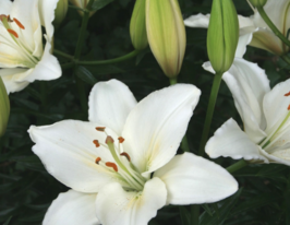 Лилия азиатская Хеппи Сноу (Happy Snow)  купить
