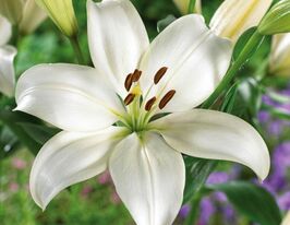 Лилия азиатская Айсмен (Iceman) купить