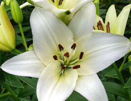 Лилия азиатская Сноудон (Snowdon)  купить