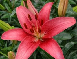 Лилия азиатская Силт (Sylt) купить