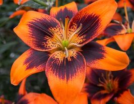 Лилия азиатская Тусам (Twosome)  купить