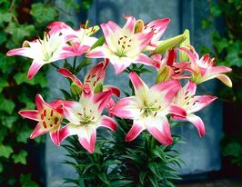 Лилия азиатская Лоллипоп (Lollypop)  купить