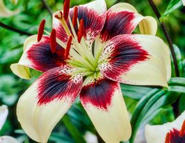 Лилия азиатская Патриция Прайд (Patricias Pride)  купить