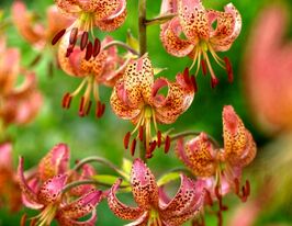 Лілія Мартагон Фейрі Монінг (Fairy Morning)купити