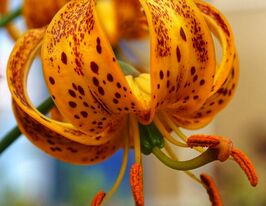 Лілія Мартагон Санні Монінг (Sunny Morning)купити