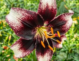 Лилия азиатская Страсиотелла Ивент (Stracciatella Event) купить