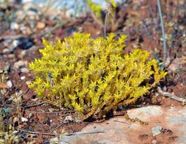 Седум (Очиток) їдкий (Sedum acre L)купити