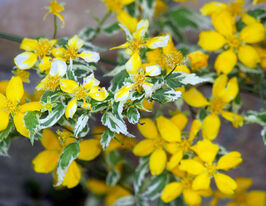 Керрія японська Варієгата (Variegata)купити