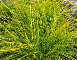 Луговик дернистий Татра Голд (Deschampsia flexuosa Tatra Gold)купити