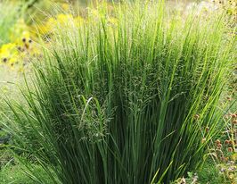 Просо (панікум) прутоподібне Норсвінд (Panicum virgatum Northwind)купити