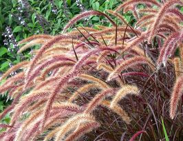Пеннісетум Рубрум (Pennisetum x advena Rubrum)купити