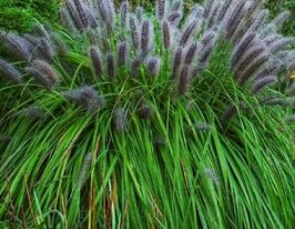 Пеннісетум лисохвосний Леді Ю (Pennisetum alopecuroides Lady U)купити