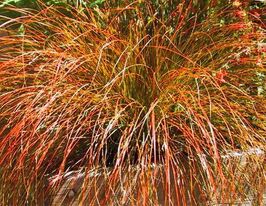 Осока терракотовая (Carex testacea) купить