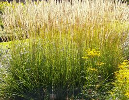 Луговик дернистый Голдшлеер (Deschampsia cespitosa Goldschleier) купить
